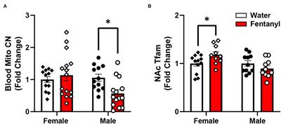 Mitochondria-Related Nuclear Gene Expression in the Nucleus Accumbens and Blood Mitochondrial Copy Number After Developmental Fentanyl Exposure in Adolescent Male and Female C57BL/6 Mice